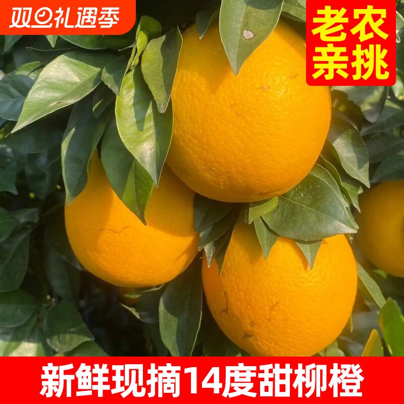高山橙农家现摘现发天然成熟