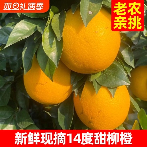 高山橙农家现摘现发天然成熟