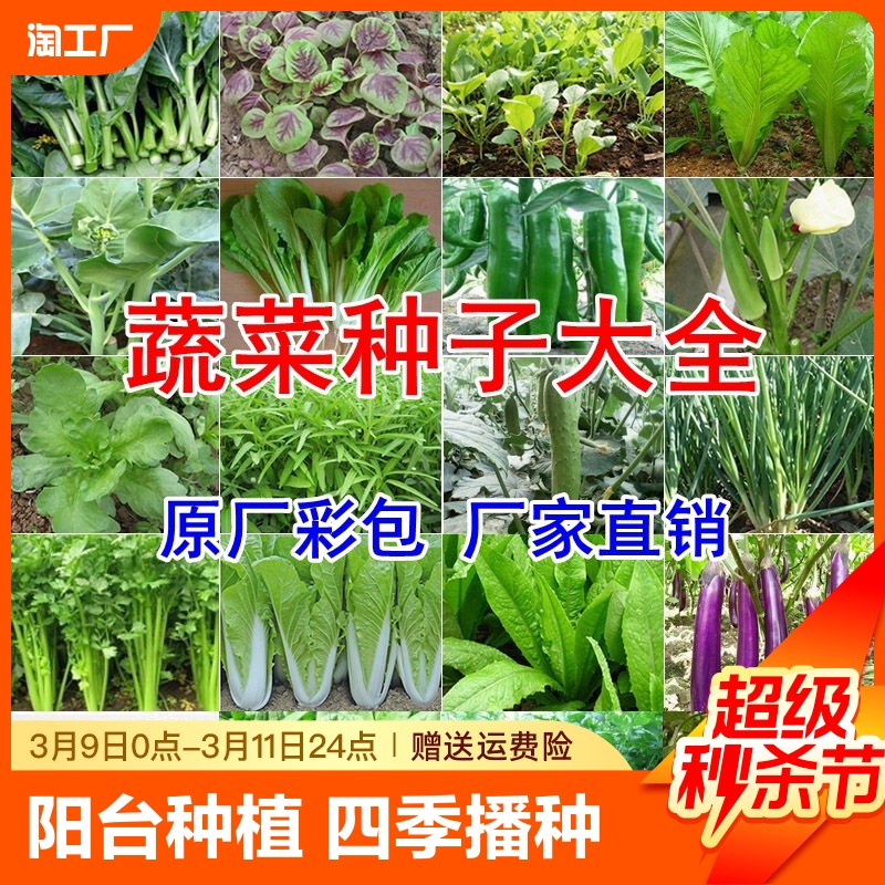 蔬菜种子四季播盆栽阳台香菜青白菜萝卜生菜小葱菠菜籽孑大全蕃茄