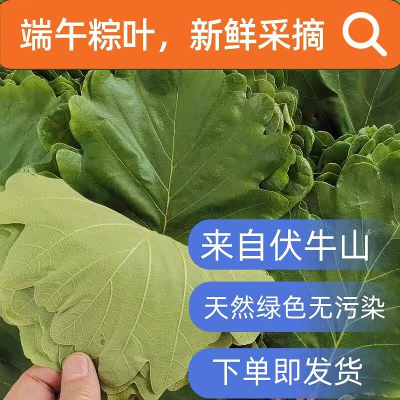 粽叶新鲜菠萝叶槲树叶天然槲叶大粽子叶野生菠萝叶槲叶粽