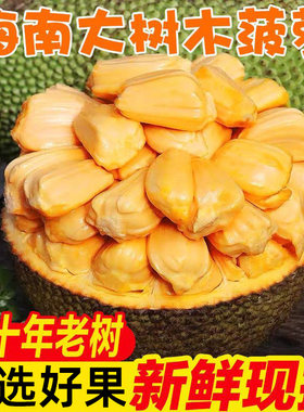 现摘海南黄肉菠萝蜜整个大果