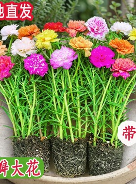 太阳花盆栽重瓣苗枝条带根带花苞室内桌面花卉绿植好活客厅办公桌