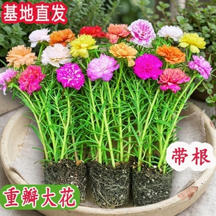 太阳花盆栽重瓣苗枝条带根带花苞室内桌面花卉绿植好活客厅办公桌