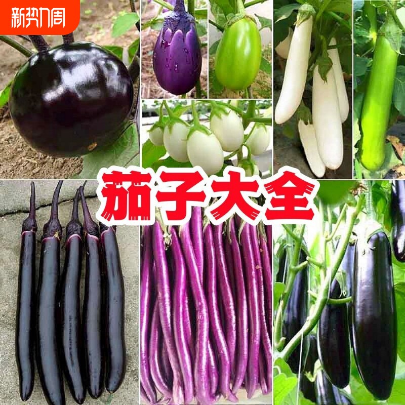 四季播种牛心茄子长茄子杭茄一号蔬菜种子茄子阳台庭院春播芽率高