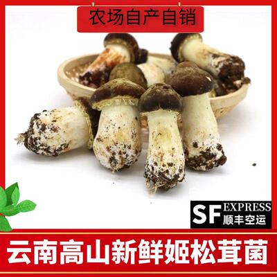 云南姬松茸菌菇新鲜食用菌菇特级
