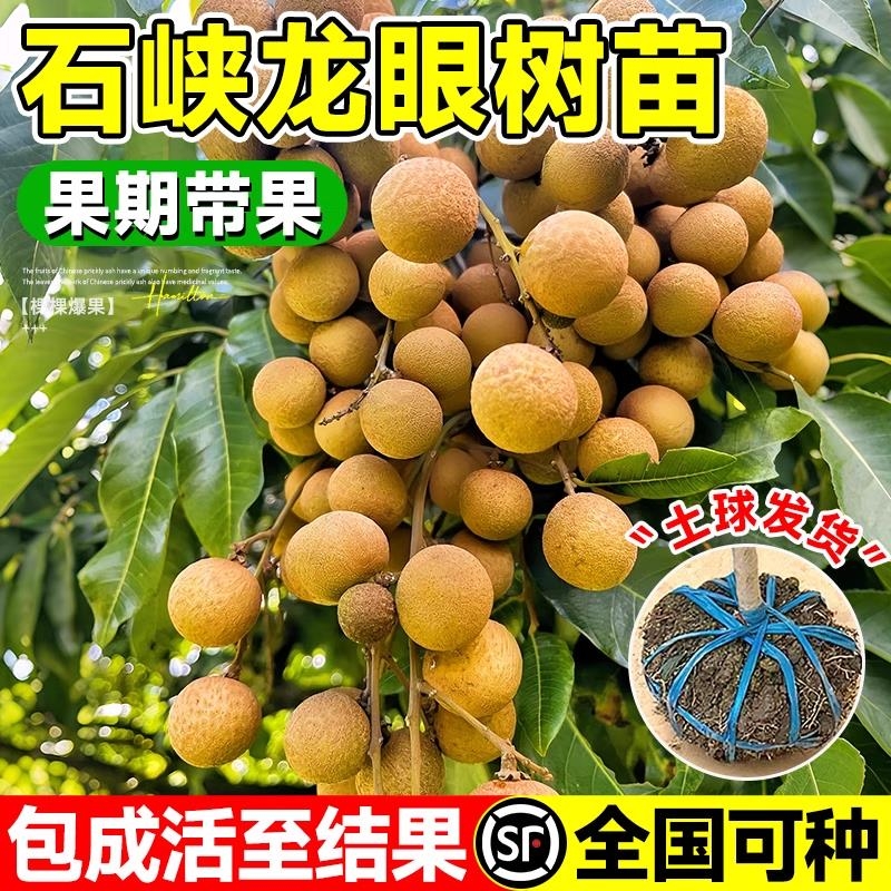 2025年龙眼储良桂圆石硖树苗
