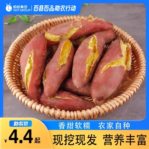 新鲜沙地蜜薯板栗红薯糖心地瓜香薯山芋农家自种现挖红皮黄心红薯