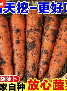 河南新鲜胡萝卜农家自种带泥红萝卜新鲜蔬菜脆甜爽口绿色营养健康