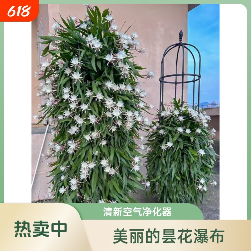 昙花苗盆栽可食用绿植花卉多肉植物阳台室内外好养活四季开花美人