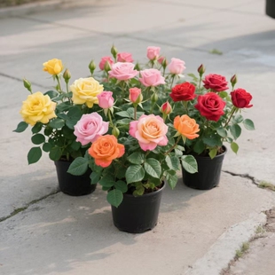 玫瑰花苗月季小苗四季开花阳台盆栽花卉爬藤绿植物大藤本果汁花期