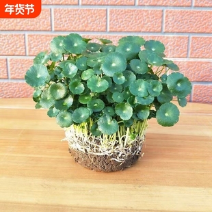 大叶铜钱草招财水培植物金钱草盆栽室内办公桌面庭院水养绿植花卉