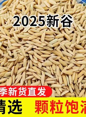 稻谷喂鸡喂鸡稻谷散装农家稻谷带壳谷子水稻带壳粮食喂鸡玉米碎