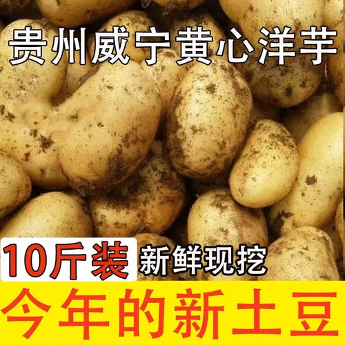 贵州威宁高山黄心土豆