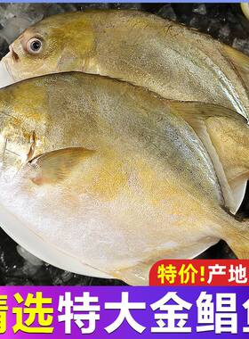 特大号金鲳鱼新鲜活冷冻金昌鱼深海鲳鱼平鱼海鲜水产批发鱼肉配送