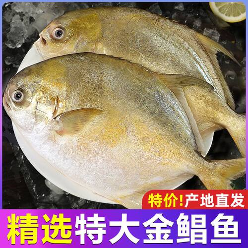 特大号金鲳鱼新鲜活冷冻金昌鱼深海鲳鱼平鱼海鲜水产批发鱼肉配送