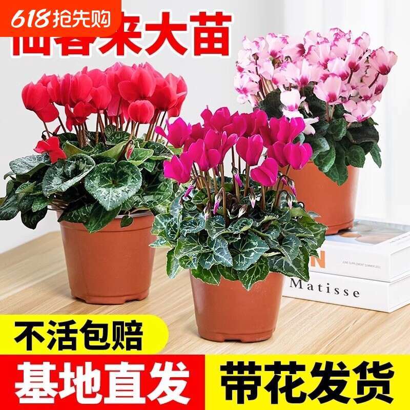 仙客来盆栽带花苞花苗室内重瓣长寿花卉四季开花好养植物鲜花大花