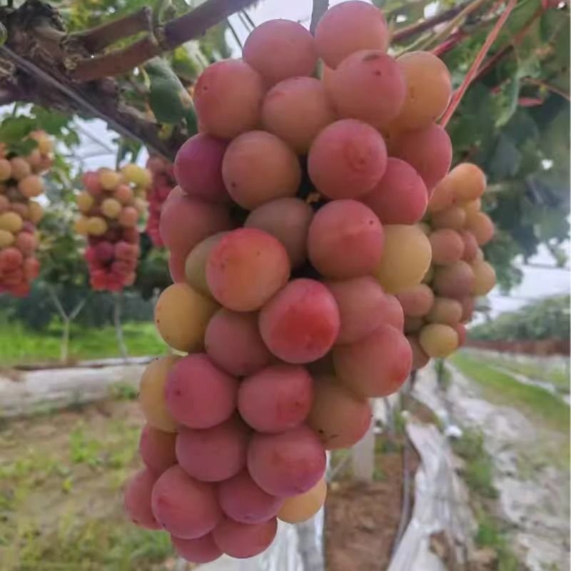 妮娜皇后红酒香风味浓郁无籽葡萄产地直采提子