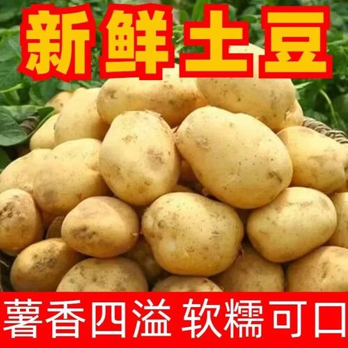 2026年当季新鲜现挖黄心沙面农家土豆高山粉糯马铃薯大土豆好吃