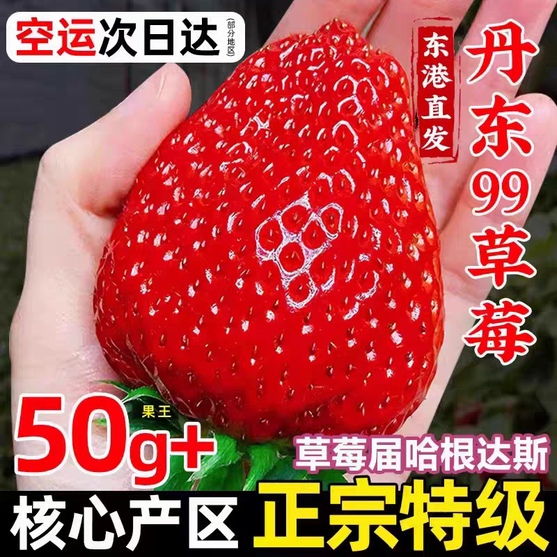 正宗丹东99草莓红颜牛奶大草莓新鲜水果礼盒当季整箱东港九九空运