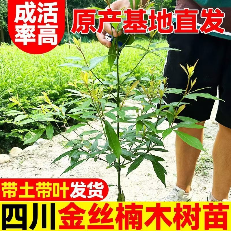 四川金丝楠树苗带土小叶桢楠名贵大树苗盆栽庭院绿化金丝楠木树苗