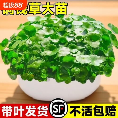 四季铜钱草水培盆栽好养绿植物室内花卉水养金钱草籽花盆大叶土培