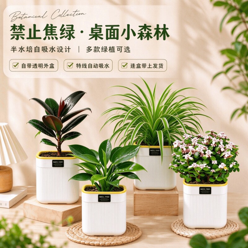 水培小绿植桌面室内好养绿萝发财树春羽四季常青友好长寿花文竹