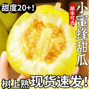 正宗山东小蜜蜂甜瓜新鲜香瓜水果多汁小黄金瓜应季整箱顺丰可选
