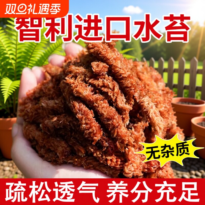 毛毛虫水苔智利进口蝴蝶兰兰花专用土干苔藓植料乌龟冬眠垫材养花