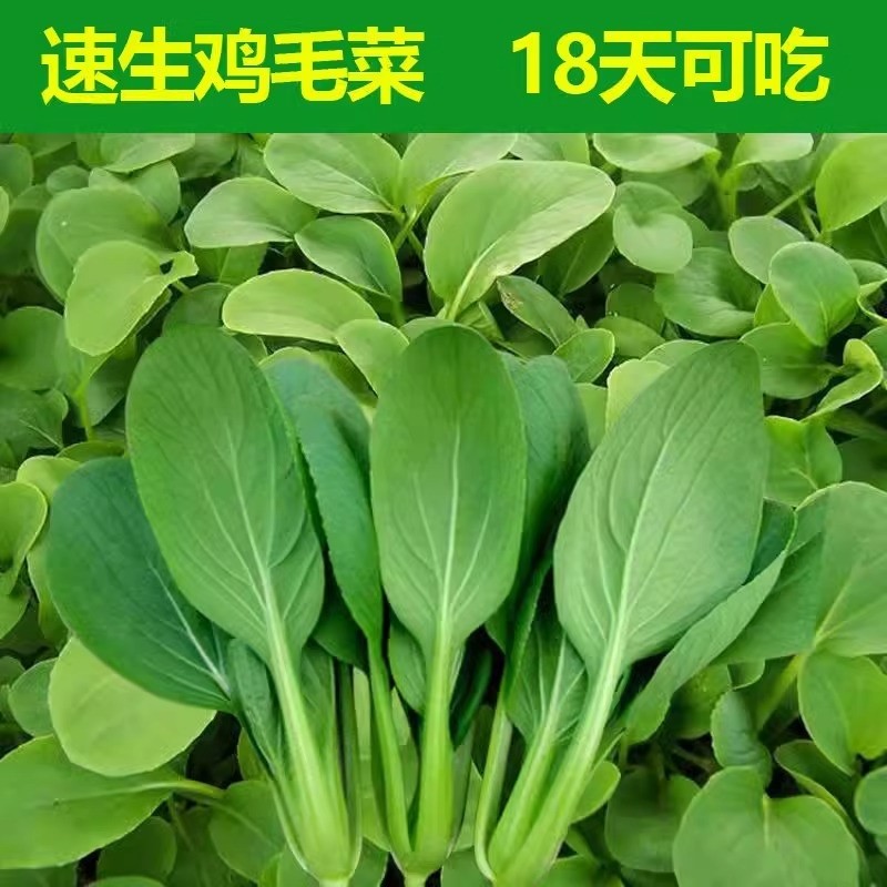 四季鸡毛菜种子种籽上海青小青菜蔬菜大全盆栽种植高产当季菜心