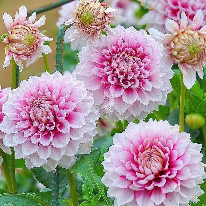 大丽花种球根种籽子地瓜花四季开花芍药牡丹室内耐寒花卉盆栽植物