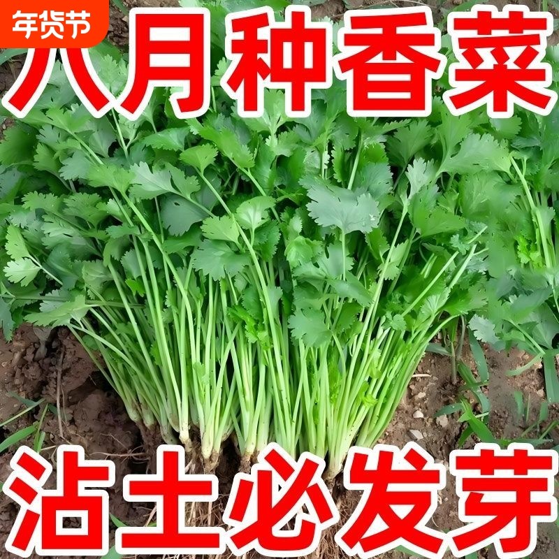 速生大叶香菜香菜浓香高产三天生香菜农家种香菜新鲜蔬菜种子