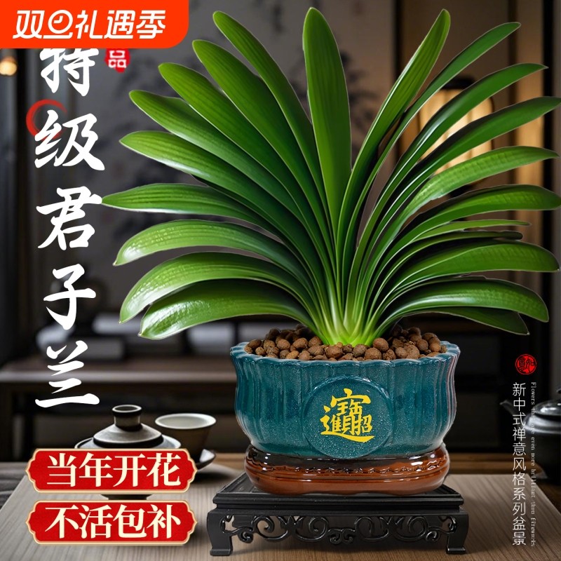 君子兰盆栽带花苞名贵绿植花卉国宝级特大号室内植物四季好养桌面