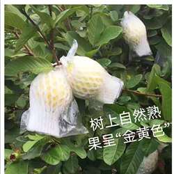 包邮化州精品优质大果白心奶油芭乐软糯黄金番石榴新鲜水果