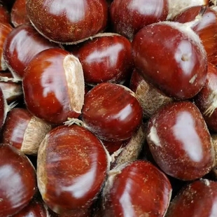 5斤 迁西板栗生新鲜栗子大河北唐山野生油栗子毛栗带壳结婚带壳