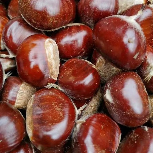 香甜糯迁西板栗河北唐山迁西