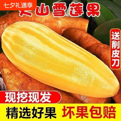 云南天山雪莲果新鲜水果当季现挖脆甜红心黄心雪连果水果好吃