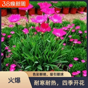 欧石竹初吻粉贝花卉盆栽花苗耐寒地被绿植庭院草坪四季开花带花苞