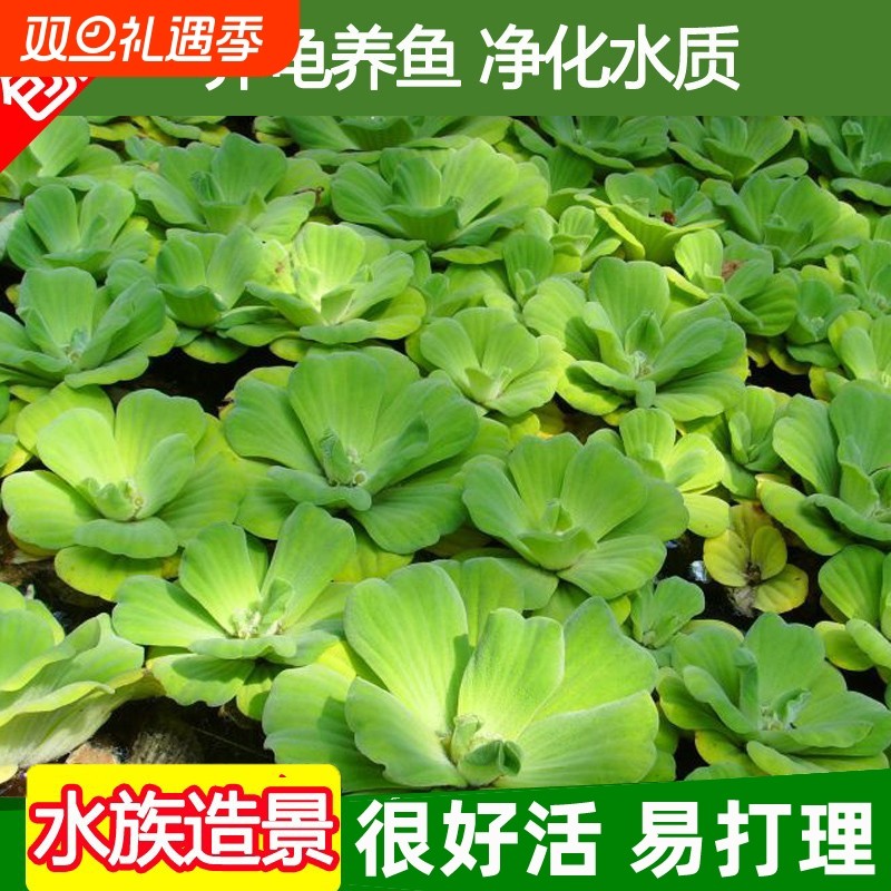 浮萍水草植物鱼缸造景冒泡水培躲避水芙蓉净池塘净化水增氧真水草