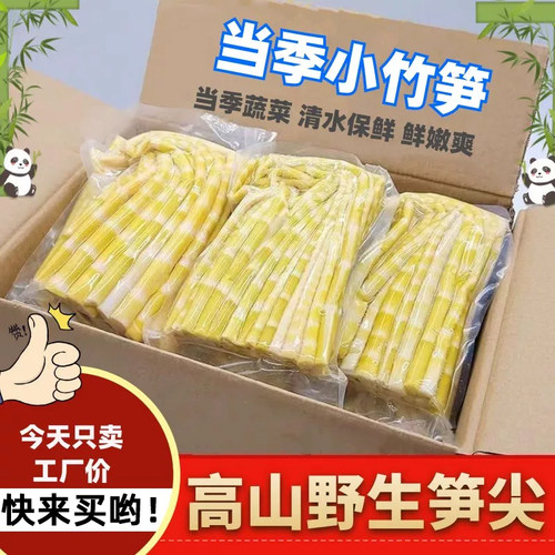 竹笋新鲜春笋清水笋罗汉笋无笋衣小竹笋尖雷笋野山笋火锅笋批发