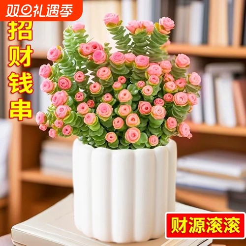 彩色钱串锦多肉植物室内新手好养肉肉红心钱串子稀有品种盆栽优选