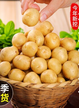 正宗恩施小土豆迷你新鲜
