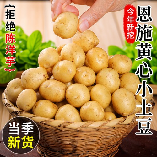 正宗恩施小土豆迷你新鲜