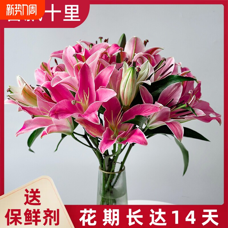 香水百合花多头鲜花批发云南昆明基地直发水养真花插花客厅花期