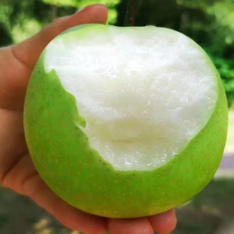头茬正宗青皮翠玉梨子砀山梨新鲜水果当季现摘现发苹果梨