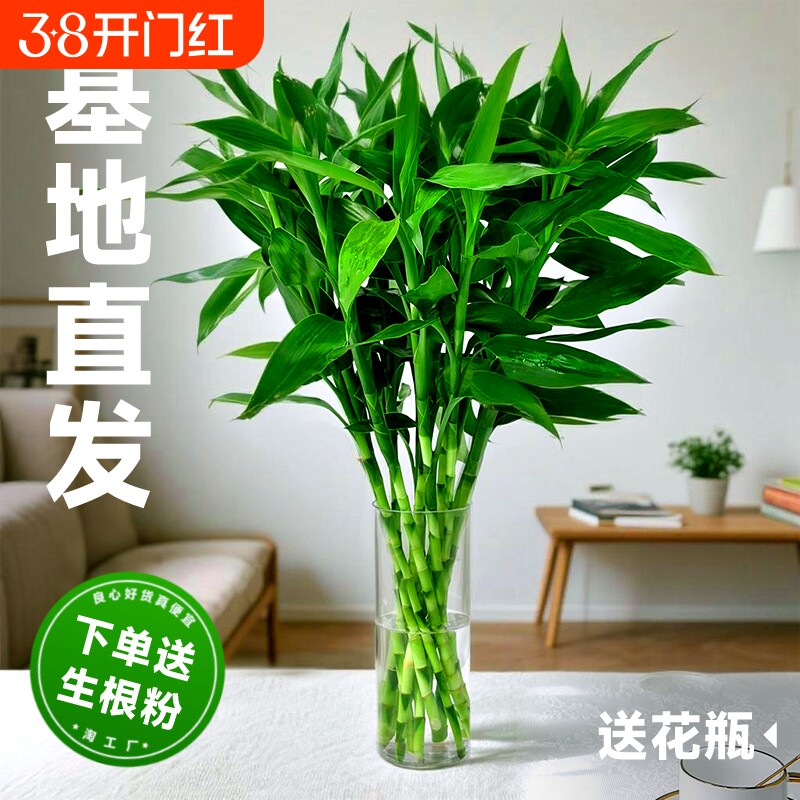 富贵竹水培植物客厅招发财竹子节节高绿萝绿植盆栽花卉植物室内花