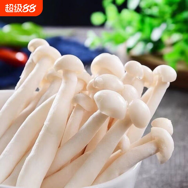 白玉菇菌包蘑菇种植包阳台种植菌种家庭室内菌棒菌菇食用菌海鲜菇图片