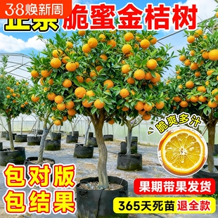 正宗脆皮金桔树树苗带果发当年结果广西橘子树庭院盆栽地栽种植