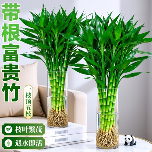 带根富贵竹水培植物室内好养粗杆客厅招财盆栽节节高绿植玻璃紫竹