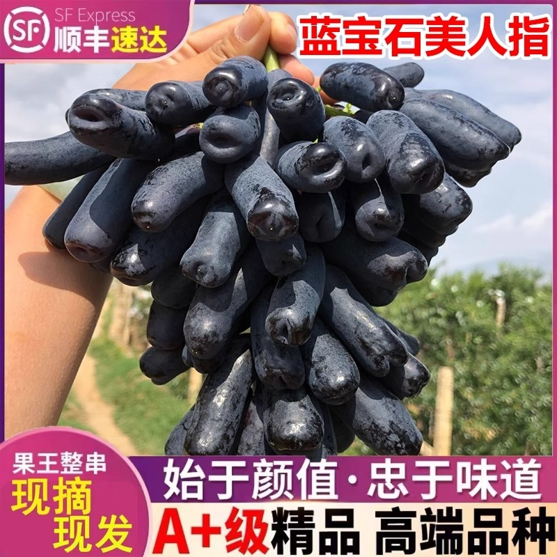 运城新鲜水果脆甜蜜蓝宝石葡萄黑美人指金手指提子无籽核整箱顺丰