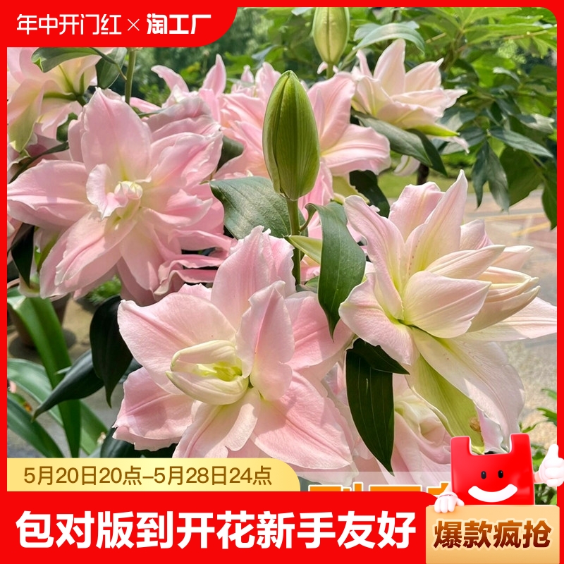 重瓣香水百合花种球四季开花好养易活盆栽鲜花绿植物花卉种子球种 鲜花速递/花卉仿真/绿植园艺 种球/裸根 原图主图